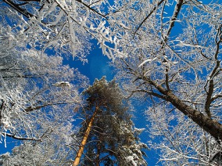 Пазл #64487