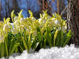 Пазл «Первые цветы»