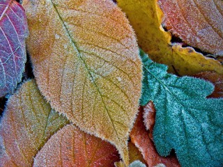 Пазл «Первый иней»