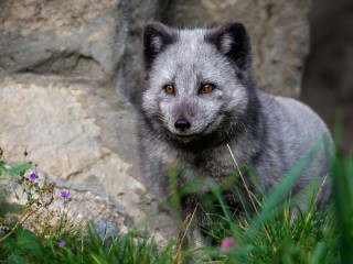 Пазл #64259