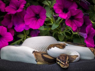 Пазл «Петунии и питон»