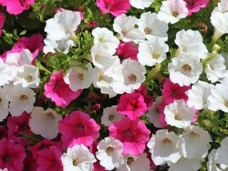 Пазл «Петуния»