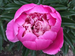 Пазл «Пион»