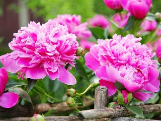 Пазл «Пионы»