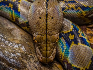 Пазл «Питон»