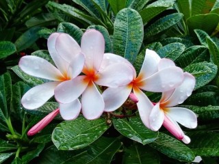 Пазл «Плюмерия»