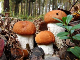 Пазл «Подосиновики»