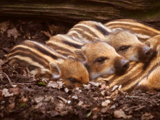 Пазл «Полосатики»
