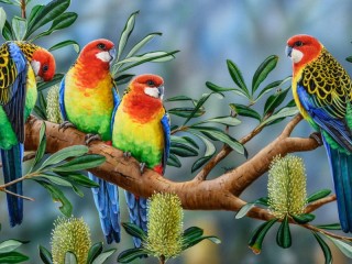 Пазл «Попугаи Розелла»