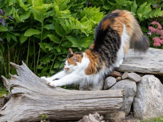 Пазл «Потягиваясь»