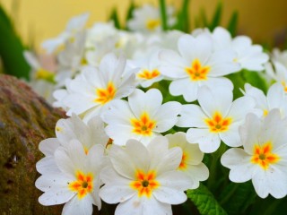 Пазл «Примула»