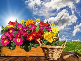 Пазл «Примула в ящике»