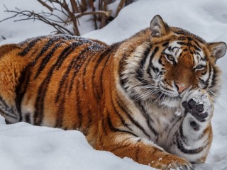 Пазл #373
