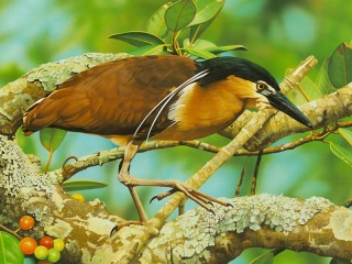 Пазл «Птица кваква»