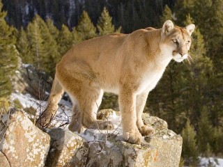 Пазл #53822