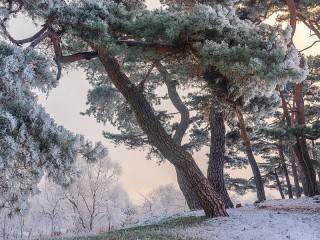 Пазл #20990