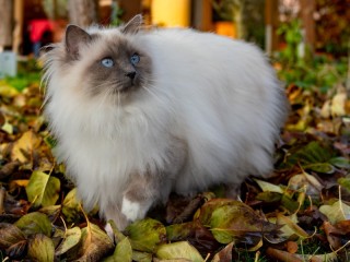 Пазл #54444