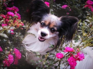 Пазл «Папильон»