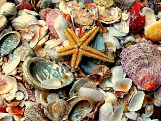 Пазл «Ракушки»