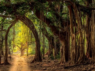 Пазл «Рантхамбор»