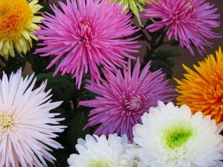 Пазл «Разноцветные хризантемы»