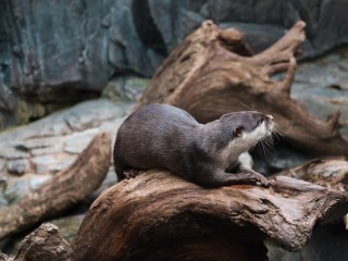 Пазл «Речная выдра»