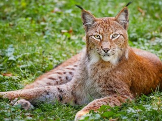 Пазл «Рысь»