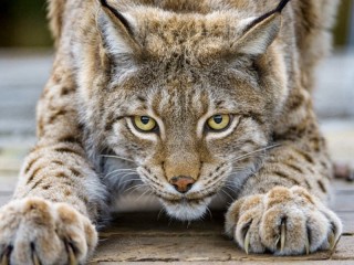 Пазл «Рысь»