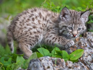 Пазл «Рысенок»