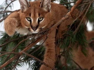 Пазл #63360