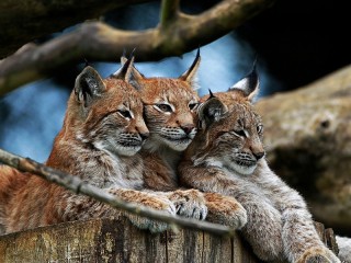 Пазл #64184