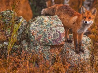 Пазл #56201