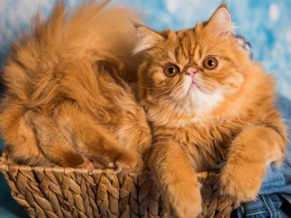 Пазл #34360