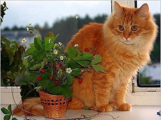 Пазл #37768