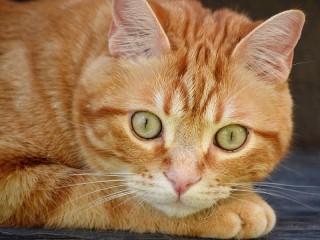 Пазл «Рыжий кот»