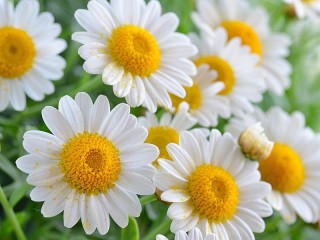 Пазл «Ромашка»