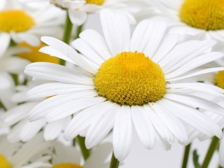 Пазл «Ромашки»