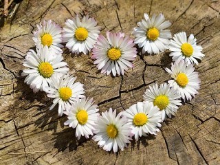 Пазл «Ромашки»