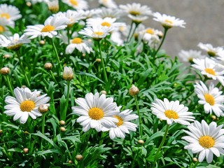 Пазл «Ромашки»