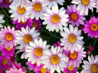 Пазл «Ромашки»