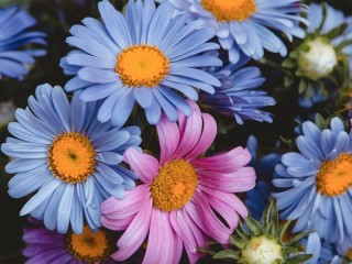 Пазл «Ромашки»