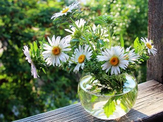 Пазл «Ромашки садовые»