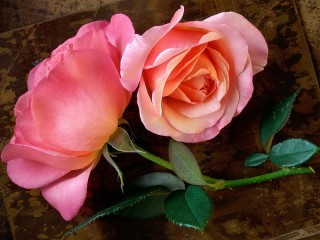 Пазл «Розы»