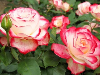 Пазл «Розы»