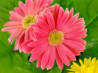 Пазл «Розовые герберы»