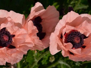 Пазл «Розовые маки»