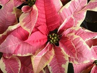 Пазл «Розовый цветок»