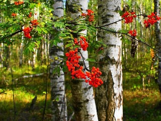 Пазл #66709