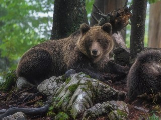 Пазл #687