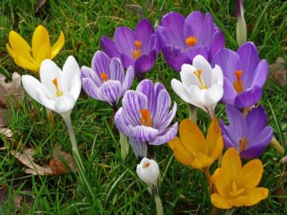 Пазл «С Женским днем»